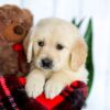 Image of Hunter, a Golden Retriever puppy