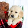 Image of Hunter, a Golden Retriever puppy