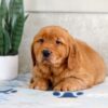 Image of Hunter, a Golden Retriever puppy