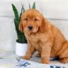 Image of Hunter, a Golden Retriever puppy