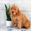 Image of Hunter, a Golden Retriever puppy