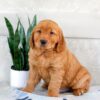 Image of Hunter, a Golden Retriever puppy