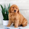 Image of Hunter, a Golden Retriever puppy