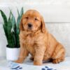 Image of Hunter, a Golden Retriever puppy