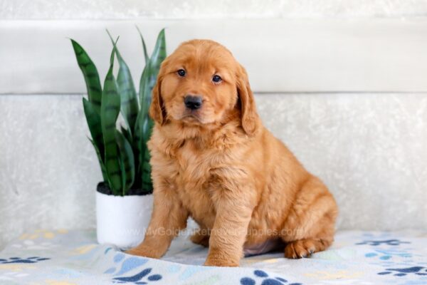 Image of Hunter, a Golden Retriever puppy