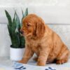 Image of Hunter, a Golden Retriever puppy