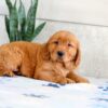 Image of Hunter, a Golden Retriever puppy