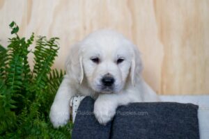 Image of Cruz, a Golden Retriever puppy