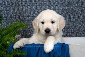 Image of Carlos, a Golden Retriever puppy