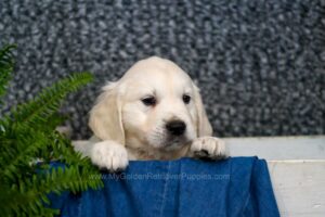 Image of Canyon, a Golden Retriever puppy