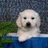 Image of Caspian, a Golden Retriever puppy