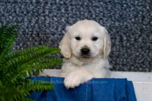 Image of Caspian, a Golden Retriever puppy