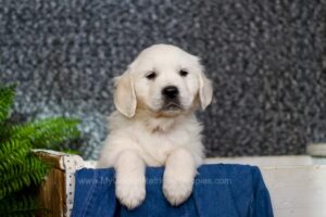 Image of Cadence, a Golden Retriever puppy