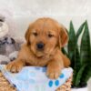 Image of Ian, a Golden Retriever puppy