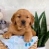 Image of Ian, a Golden Retriever puppy