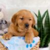 Image of Ian, a Golden Retriever puppy