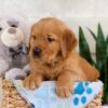 Image of Ian, a Golden Retriever puppy