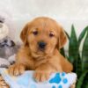 Image of Ian, a Golden Retriever puppy