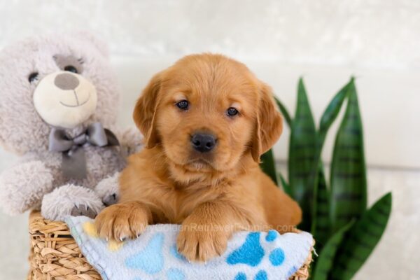 Image of Ian, a Golden Retriever puppy