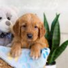 Image of Ice, a Golden Retriever puppy