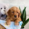 Image of Ice, a Golden Retriever puppy