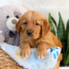 Image of Ice, a Golden Retriever puppy