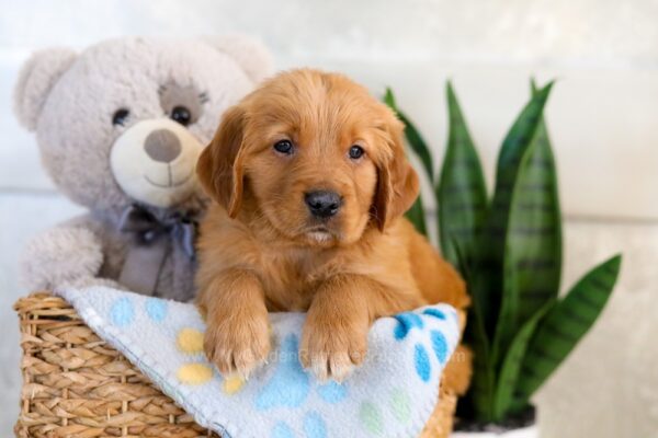 Image of Ice, a Golden Retriever puppy