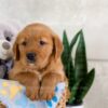 Image of Icon, a Golden Retriever puppy