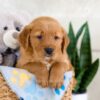 Image of Icon, a Golden Retriever puppy