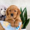 Image of Icon, a Golden Retriever puppy