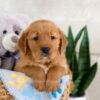 Image of Icon, a Golden Retriever puppy