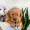 Image of Icon, a Golden Retriever puppy