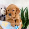 Image of Icon, a Golden Retriever puppy