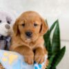 Image of Icon, a Golden Retriever puppy