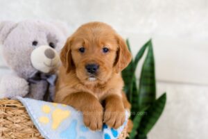 Image of Icon, a Golden Retriever puppy