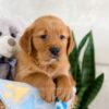 Image of Icon, a Golden Retriever puppy