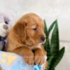 Image of Icon, a Golden Retriever puppy