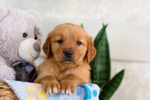 Image of Igloo, a Golden Retriever puppy