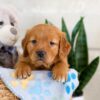 Image of Igor, a Golden Retriever puppy