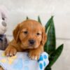 Image of Igor, a Golden Retriever puppy