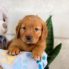 Image of Igor, a Golden Retriever puppy