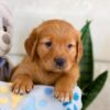 Image of Igor, a Golden Retriever puppy