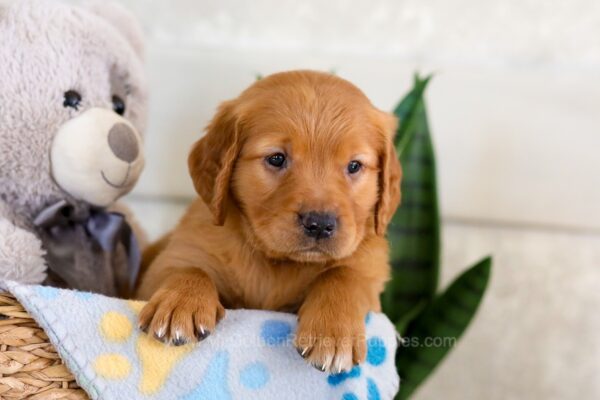 Image of Igor, a Golden Retriever puppy