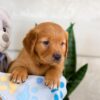 Image of Igor, a Golden Retriever puppy