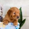 Image of Igor, a Golden Retriever puppy