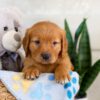 Image of Igor, a Golden Retriever puppy