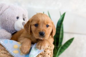 Image of Irving, a Golden Retriever puppy