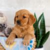 Image of Iyla, a Golden Retriever puppy