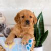 Image of Iyla, a Golden Retriever puppy