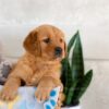 Image of Iyla, a Golden Retriever puppy